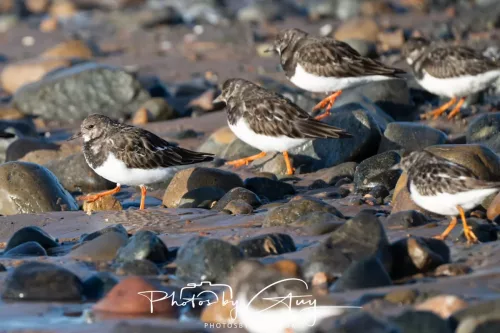 08 November 2025: Drigg Beach and Dunes, Cumbria - Turnstones