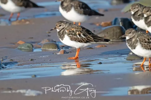 08 November 2025: Drigg Beach and Dunes, Cumbria - Turnstones