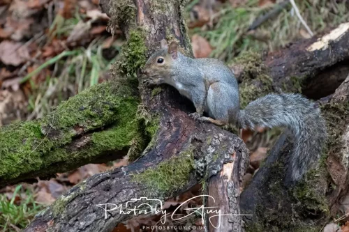15 Nov 2025: Threlkeld to Keswick Railway walk : GOLDCREST
