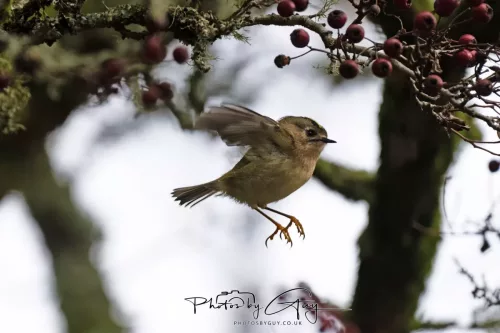 15 Nov 2025: Threlkeld to Keswick Railway walk : GOLDCREST