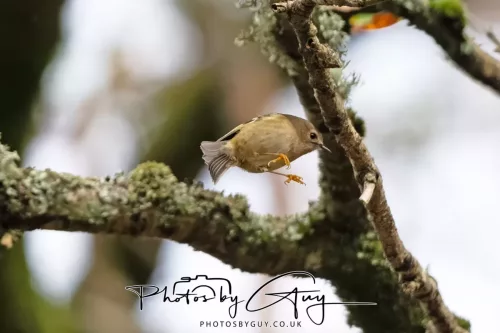 15 Nov 2025: Threlkeld to Keswick Railway walk : GOLDCREST