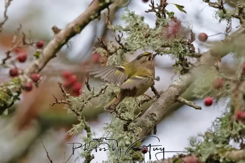 15 Nov 2025: Threlkeld to Keswick Railway walk : Goldcrest