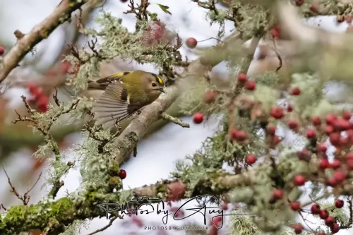 15 Nov 2025: Threlkeld to Keswick Railway walk : GOLDCREST