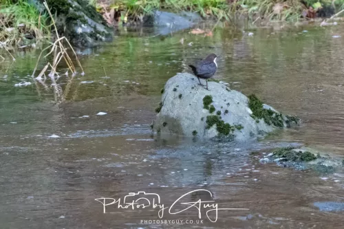 15 Nov 2025: Threlkeld to Keswick Railway walk : Dipper