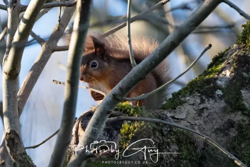 20 November 2025 : Red Squirrel, Frizington, Cumbria