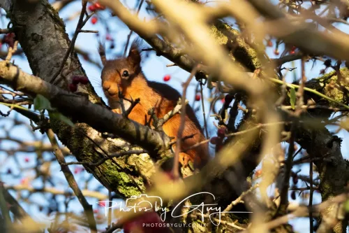 20 November 2025 : Red Squirrel, Frizington, Cumbria