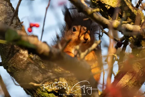 20 November 2025 : Red Squirrel, Frizington, Cumbria