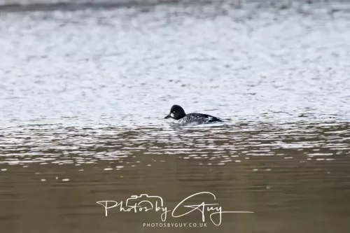 25 November 2025 - Longlands Lake, Cleator, Cumbria - Goldeneye