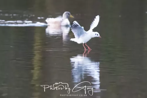 25 November 2025 - Longlands Lake, Cleator, Cumbria - Black Headed Gull