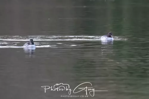 25 November 2025 - Longlands Lake, Cleator, Cumbria - Goldeneyes