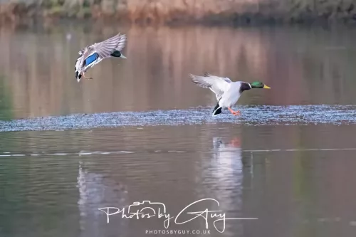 25 November 2025 - Longlands Lake, Cleator, Cumbria - Mallards landing