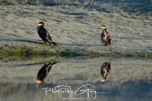 25 November 2025 - Parkside, Cumbria - Cormorants
