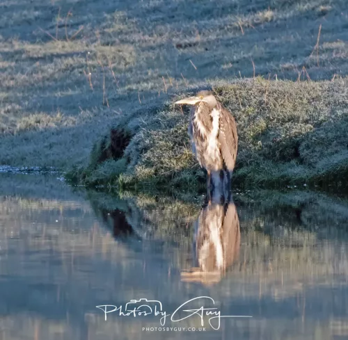 25 November 2025 - Parkside, Cumbria - Grey Heron