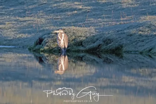 25 November 2025 - Parkside, Cumbria - Grey Heron