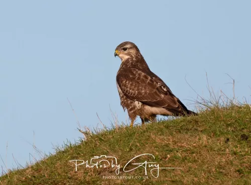 25 November 2025 - Parkside, Cumbria - Buzzard