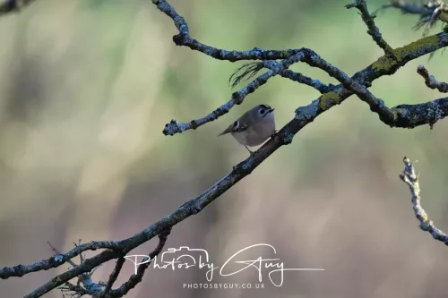 25 November 2025 - Parkside, Cumbria - Goldcrest