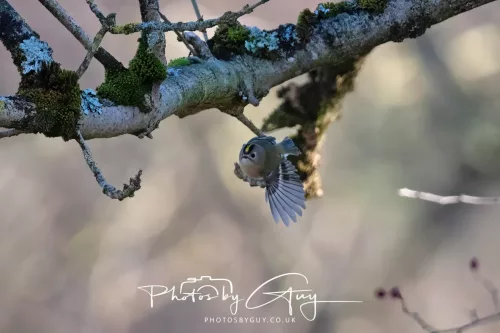 25 November 2025 - Parkside, Cumbria - Goldcrest