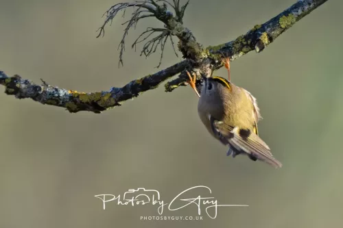 25 November 2025 - Parkside, Cumbria - Goldcrest