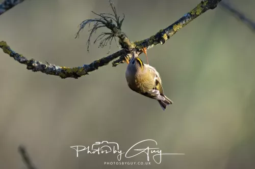 25 November 2025 - Parkside, Cumbria - Goldcrest