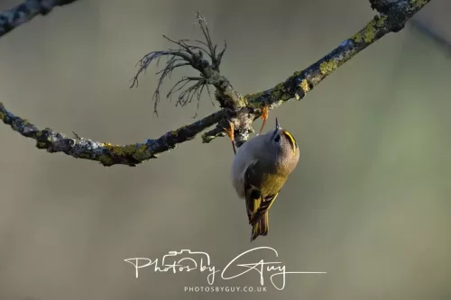 25 November 2025 - Parkside, Cumbria - Goldcrest