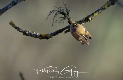 25 November 2025 Parkside, Cumbria - Goldcrest