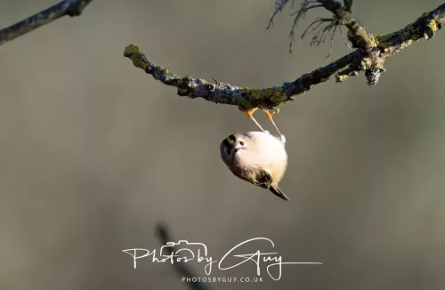 25 November 2025 Parkside, Cumbria - Goldcrest