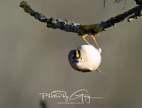 25 November 2025 Parkside, Cumbria - Goldcrest