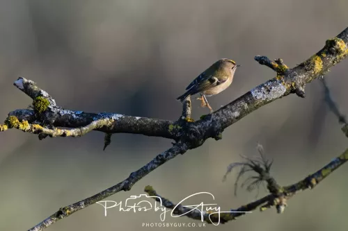 25 November 2025 Parkside, Cumbria - Goldcrest