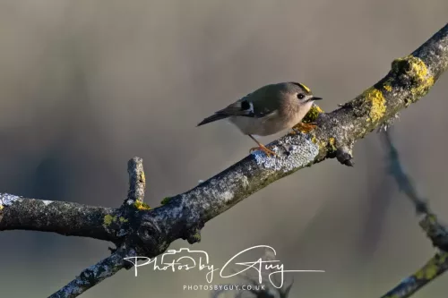 25 November 2025 Parkside, Cumbria - Goldcrest