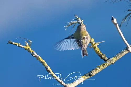 25 November 2025 - Parkside, Cumbria - Goldcrest
