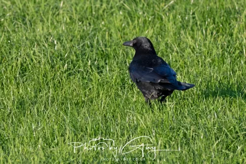 25 November 2025 - Parkside, Cumbria - COMMON CROW