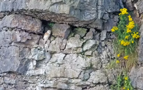 6 August 2024 : Barn Owl with chicks in West Cumbria