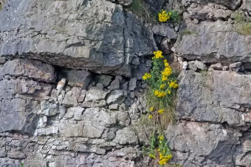 6 August 2024 : Barn Owl with chicks in West Cumbria