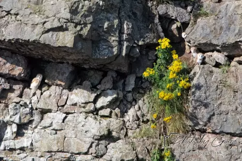 6 August 2024 : Barn Owl with chicks in West Cumbria