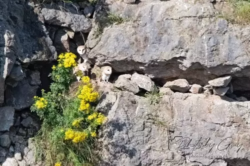 6 August 2024 : Barn Owl with chicks in West Cumbria