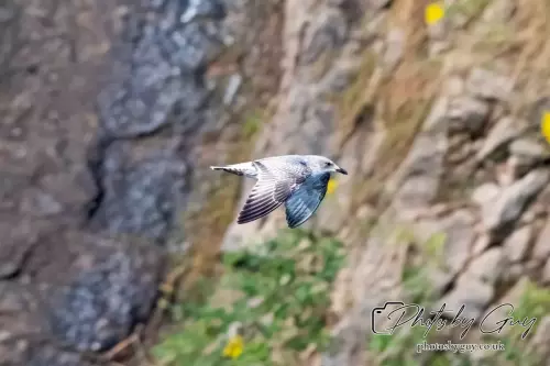 6 August 2024 :Lesser Black Backed Gull Juvinile