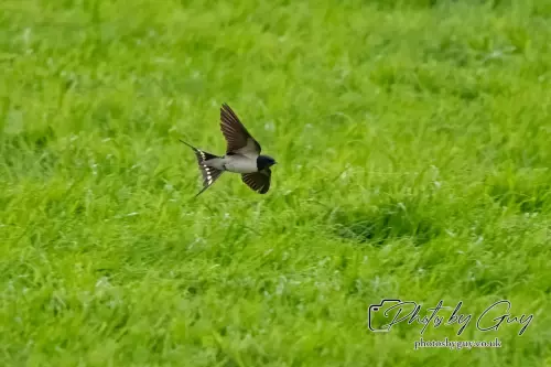 7 Aug 2024 : Swallow in flight, West Cumbria