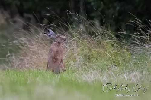 7 Aug 2024 : Brown Hare, West Cumbria