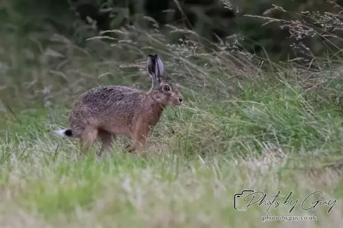 7 Aug 2024 : Brown Hare, West Cumbria