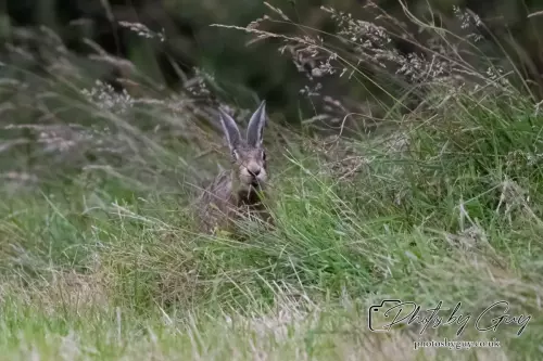 7 Aug 2024 : Brown Hare, West Cumbria