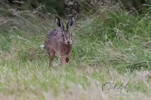 7 Aug 2024 : Brown Hare, West Cumbria