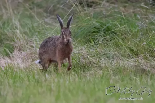 7 Aug 2024 : Brown Hare, West Cumbria