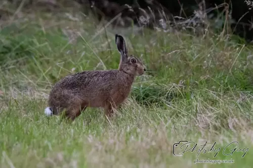 7 Aug 2024 : Brown Hare, West Cumbria