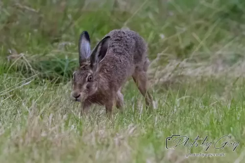 7 Aug 2024 : Brown Hare, West Cumbria