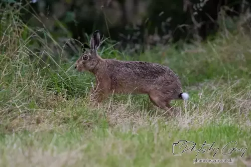 7 Aug 2024 : Brown Hare, West Cumbria