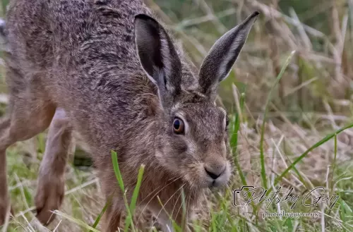 29 Aust 2024 : West Cumbrian Hare