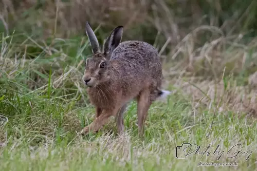 7 Aug 2024 : Brown Hare, West Cumbria