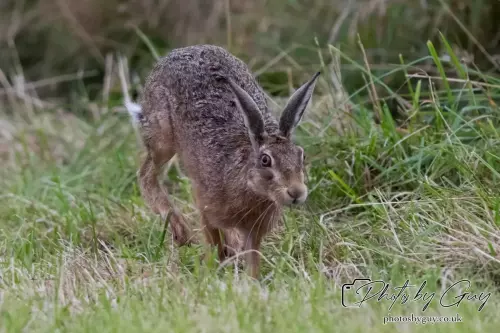 7 Aug 2024 : Brown Hare, West Cumbria
