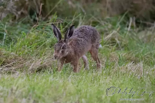 7 Aug 2024 : Brown Hare, West Cumbria