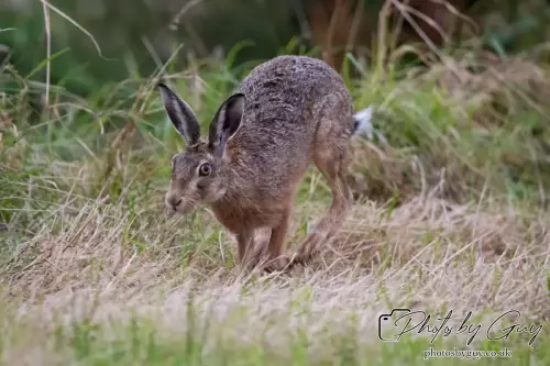 7 Aug 2024 : Brown Hare, West Cumbria